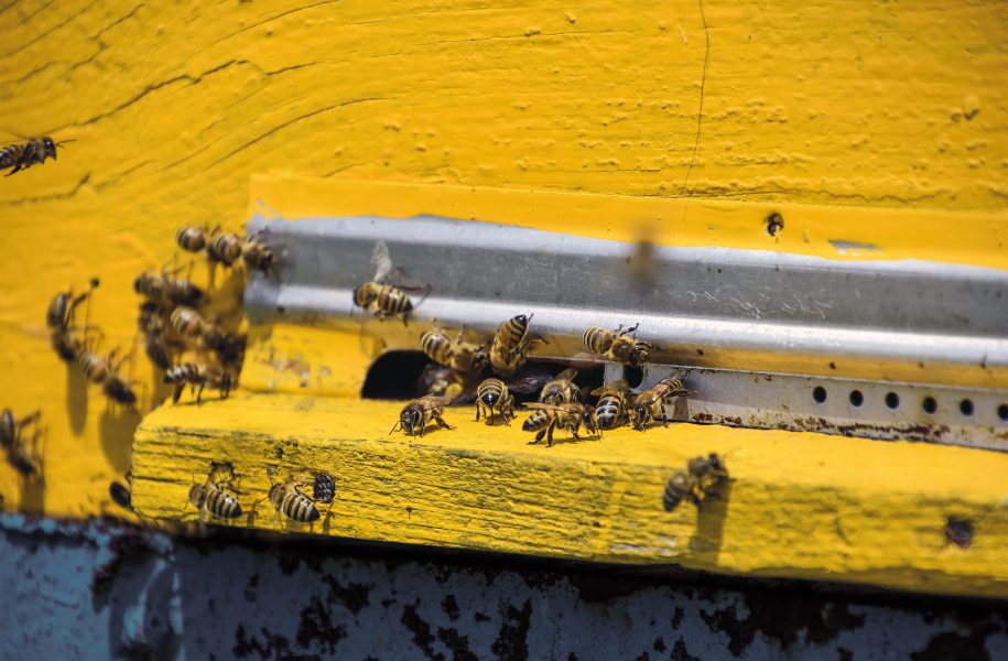Unternehmen setzten sich für Bienen-Artenschutz ein